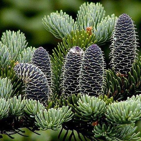 Balsam Fir Absolute (Abies balsamea)