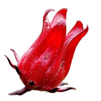 Hibiscus Extract