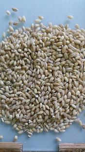 Pearl Barley