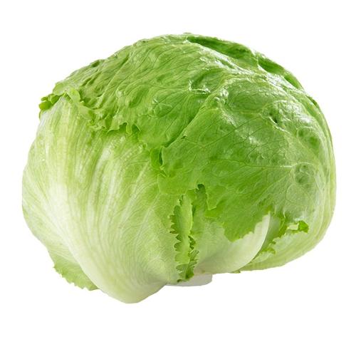 Iceberg lettuce luminosa 6 KG 10 ST