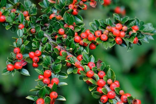 Cotoneaster