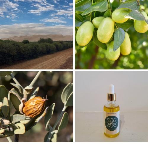 Jojoba oil ORGANIC