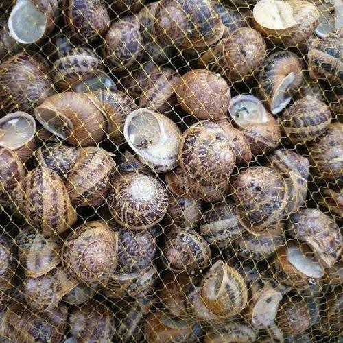 Helix Aspersa Muller Snails