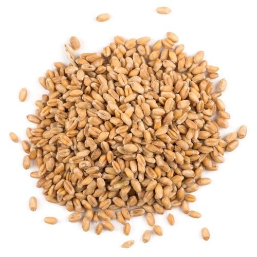 spelt grain