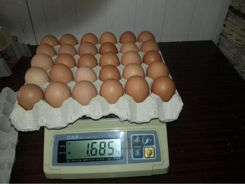 Brown Fresh Shell Chicken Eggs