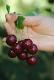 SOUR CHERRY (ALACAM AGRI)