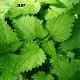 Nettle plant extract (JUST DIFFERENT PEOPLE,S.L.)