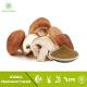 Shiitake Mushroom Extract (XI'AN GREENSPRING TECHONOLOGY FRANCE)