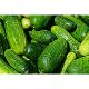 Cucumber  (SC BIOCRISVEG AGROLAND SRL)