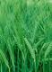 Seeds of winter crops barley (AGROPRODSERVICE, THE PRIVATE AGROINDUSTRIAL ENTERPRISE)