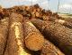 Yellow Southern Pine Logs (ESSELATE AB)