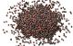 Canola seed (ERSM FOODS TM (GB))