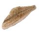 Atlantic Plaice fillet (D. VISSER FROZEN SEAFOOD B.V.)