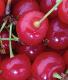 SOUR CHERRY (ECONOMIC COOPERATIVE DOO)