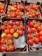 Tomatoes on the vine 5 kg (KAPLAN INDUSTRIES BV)