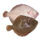 Atlantic Turbot (D. VISSER FROZEN SEAFOOD B.V.)