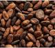 Jamaica First Grade Polished Cacao Cocoa Beans (COCOA HUB)