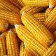 Yellow corn (AJ AGRO APS)