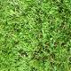 Artificial grass (RUN GRASS)