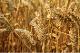 Seeds of winter wheat (AGROPRODSERVICE, THE PRIVATE AGROINDUSTRIAL ENTERPRISE)