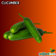 Cucumber (MELIORAFRESH (BESTTRADE))