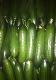 cucumber (NIDAL FRESH CO)