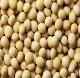 Soybeans (DEBANG EXPORT & IMPORT GMBH)