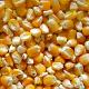 Yellow corn (KIEV SHIPPING LTD)