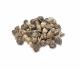 Moringa Seeds (TOSK GLOBAL VENTURES LIMITED)