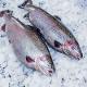 Atlantic salmon fillet l/s (slices) (MAXIFISH LLC)